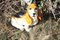 Decoración de perro Basset grande de King, años 60, Imagen 2