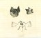 Thomas Holloway, La fisionomia: i pipistrelli, Incisione originale, 1810, Immagine 1