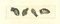 Thomas Holloway, The Physiognomy: The Snakes, Eau-forte originale, 1810 1