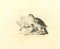Acquaforte originale di Thomas Holloway, The Birds, 1810, Immagine 1