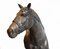 Cavallo in bronzo francese a grandezza naturale, Immagine 8