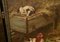 Artista victoriano, Escena de granja, años 80, óleo sobre lienzo, Imagen 5