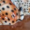 Cachorros de guepardo vintage de cerámica, Italia, 1972. Juego de 2, Imagen 9