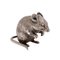 Vintage English Silver Mouse 2
