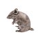 Vintage English Silver Mouse 3