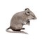 Vintage English Silver Mouse 1
