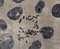 CF Chromosome P. 48D Rug by Caturegli Formica 1