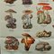Vintage Mushroom of Europe Übersicht Lehrtafel, 1970er 6