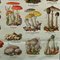 Stampa vintage raffigurante funghi d'Europa, anni '70, Immagine 7