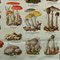 Vintage Mushroom of Europe Übersicht Lehrtafel, 1970er 7