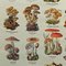 Stampa vintage raffigurante funghi d'Europa, anni '70, Immagine 4