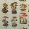 Tableau Mural Vintage Mushrooms of Europe, 1970s 4