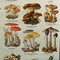 Stampa vintage raffigurante funghi d'Europa, anni '70, Immagine 5