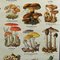 Vintage Mushrooms of Europe Overview Wall Chart, 1970s, Image 5