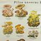 Vintage Mushroom of Europe Übersicht Lehrtafel, 1970er 2