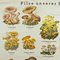 Vintage Mushrooms of Europe Overview Wall Chart, 1970s 2