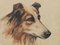 Frederick Roe, Porträt eines Collie-Hundes, 1920-1930, Aquarell 4