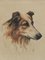 Frederick Roe, Ritratto di cane Collie, 1920-1930, Acquarello, Immagine 1