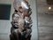 Árbol genealógico de la vida Makonde de ébano tallado, años 50, Imagen 13