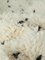 Kleiner dalmatinischer Berber Teppich, 2010er 7
