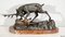 Thomas François Cartier, Stag Attacking a Dog, Early 1900s, Bronze 4