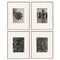Karl Blossfeldt, Flowers, Photogravures, 1942, Framed, 4er Set 5