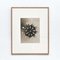 Fotoincisioni floreali di Karl Blossfeldt, 1942, con cornice, set di 4, Immagine 9