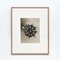 Karl Blossfeldt, Fleurs, Photogravures, 1942, Set de 4 9