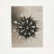 Fotoincisioni floreali di Karl Blossfeldt, 1942, con cornice, set di 4, Immagine 10