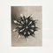 Karl Blossfeldt, Flowers, Photogravures, 1942, Framed, Set of 4 10