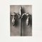 Fotoincisioni floreali di Karl Blossfeldt, 1942, con cornice, set di 4, Immagine 14