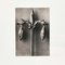 Karl Blossfeldt, Flowers, Fotograbados, 1942. Juego de 4, Imagen 14