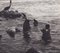 Hanna Seidel, Fotografia in bianco e nero di foche delle Galapagos, anni '60, Immagine 2