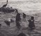 Hanna Seidel, Galápagos Seals, Black and White Photograph, 1960s 2