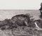 Fotografía en blanco y negro de Hanna Seidel, Galápagos Iguana, años 60, Imagen 2