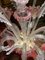 Lámpara de araña de cristal de Murano soplado, siglo XX, Imagen 17