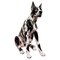 Life Size Harlequin Great Dane Dog in Ceramic, 20th Century 1