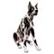 Life Size Harlequin Great Dane Dog in Ceramic, 20th Century, Image 1