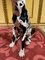 Life Size Harlequin Great Dane Dog in Ceramic, 20th Century 12