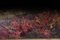 Paesaggio autunnale, XX secolo, Olio su tela, Incorniciato, Immagine 8