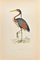 Alexander Francis Lydon, Purple Heron, Holzschnitt, 1870 1