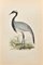 Alexander Francis Lydon, Numidian Crane, Woodcut Print, 1870 1