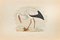 Alexander Francis Lydon, White Stork, Woodcut Print, 1870 1