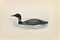 Xilografia di Alexander Francis Lydon, Great Northern Diver, 1870, Immagine 1