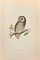 Xilografía de Alexander Francis Lydon, Tengmalm's Owl, 1870, Imagen 1