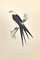 Alexander Francis Lydon, Swallow-Tailed Kite, Gravure sur Bois, 1870 1