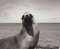 Hanna Seidel, Galápagos Seal, Black and White Photograph, 1960s, Image 2