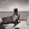 Fotografía en blanco y negro de Hanna Seidel, Foca de Galápagos, años 60, Imagen 1