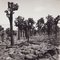 Hanna Seidel, Galápagos Cactus Forest, Black and White Photograph, 1960s 1