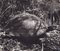 Fotografía en blanco y negro de Hanna Seidel, Tortuga de Galápagos, años 60, Imagen 1